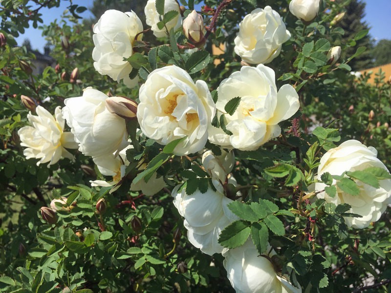 Blommande Bondrosor i vår trädgård, 6 juni 2019.