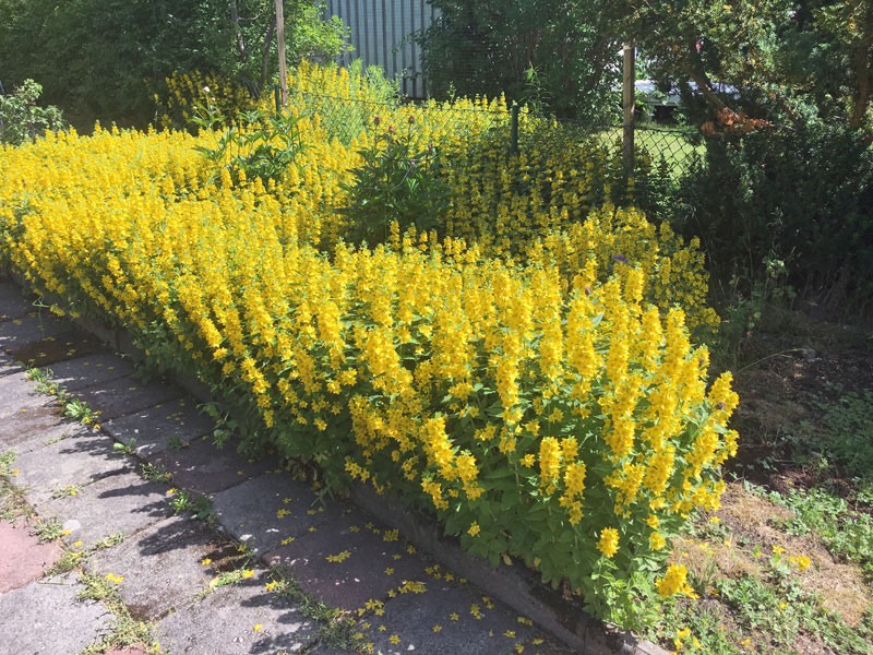 Praktlystern i vår trädgård. 21 juni 2019