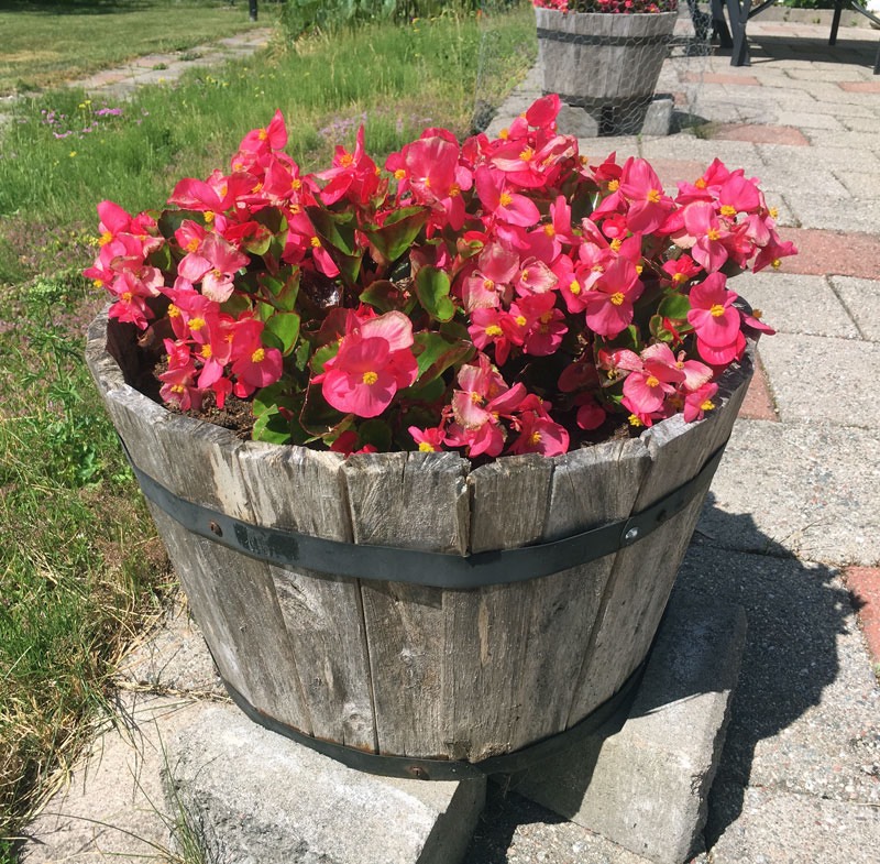 Isbegonia. 21 juni 2019.