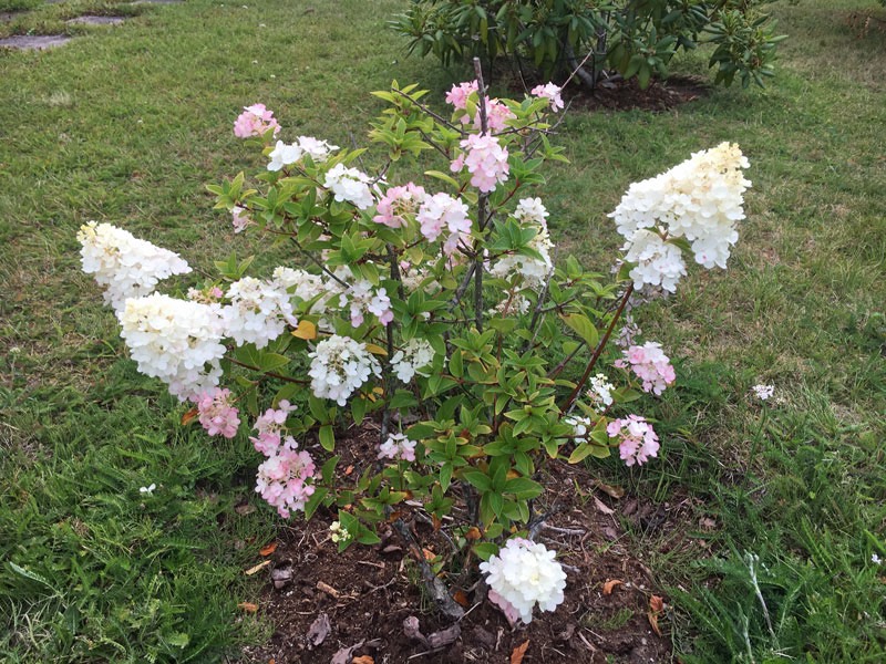 Höstsyrén i vår trädgård. 3 augusti 2019.