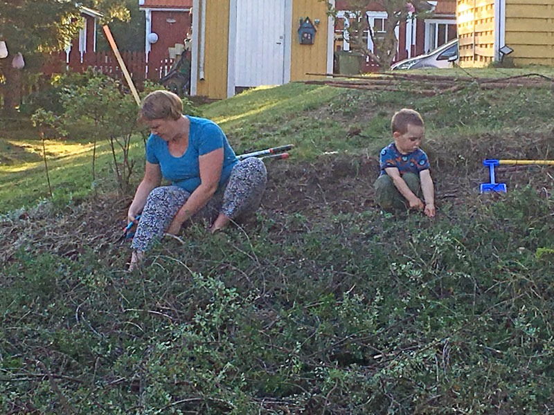 Intensivt trädgårdsarbete pågår. Linda och Neo. 25 augusti 2019-
