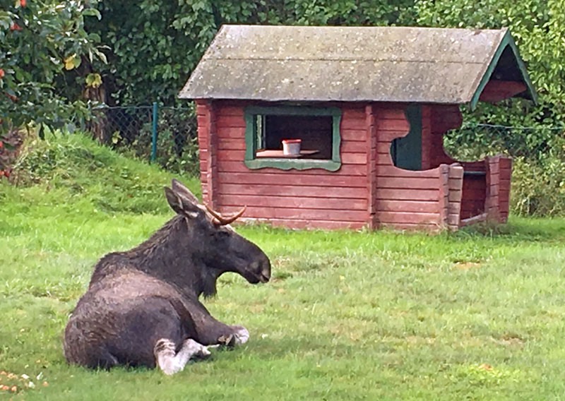 ”Kungligt" besök i vår trädgård. 5 september 2019.