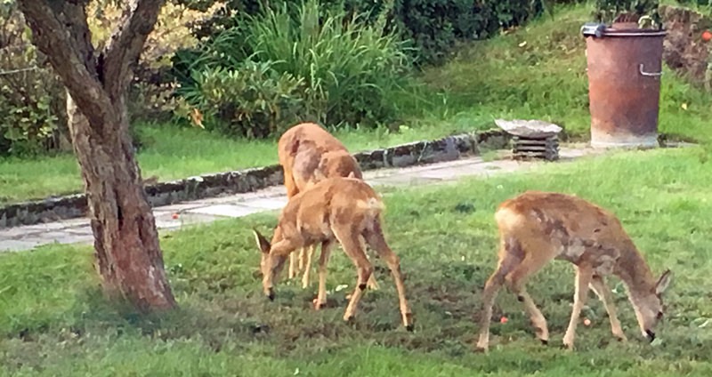 Rådjursbesök i vår trådgård. 14 september 2019.