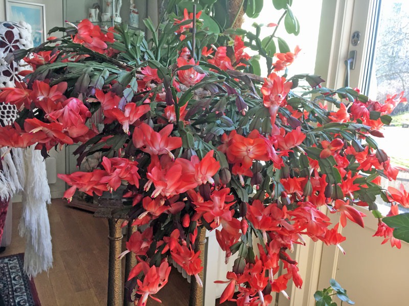 Vår trogna kaktus som blommat troget höst och vår i över 40 år. 26 mars 2020.