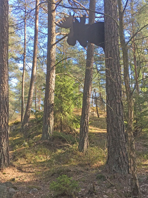 Promenad runt Nedre Rudant. En älg tittar fram i skogen 1 april 2020.