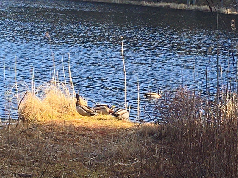 Onsdagspromenad till Bylsjön, Tyresta Nationalpark. 15 april 2020.