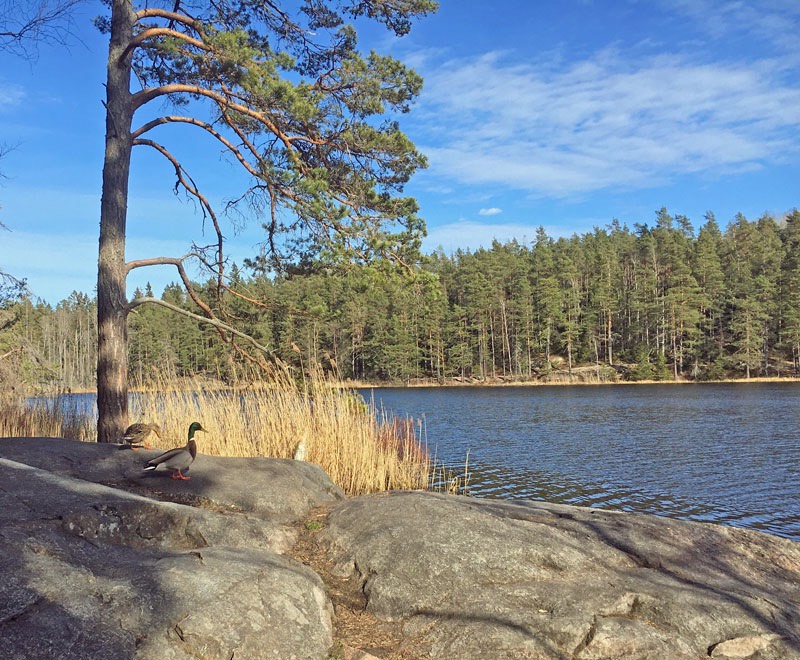 Onsdagspromenad till Bylsjön, Tyresta Nationalpark. 15 april 2020.
