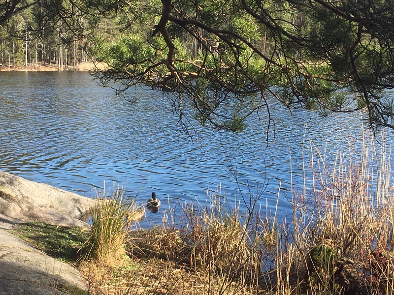 Onsdagspromenad till Bylsjön, Tyresta Nationalpark. 15 april 2020.