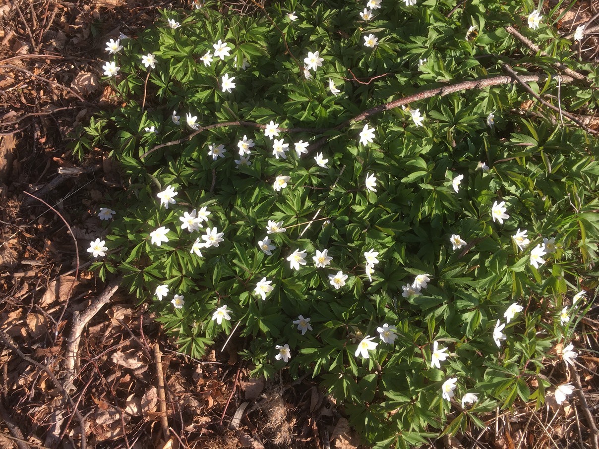 Goda vårtecken - vitsippor. 22 april 2020.