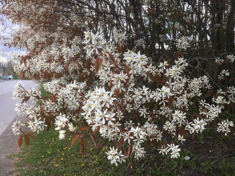 En härlig tid nu när våren är på gång. 3 maj 2020. Häggmispel.