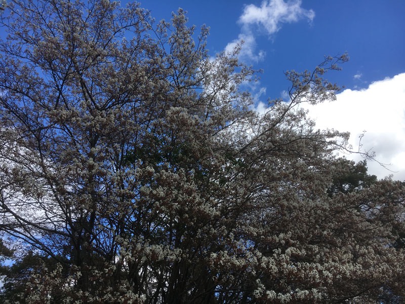En härlig tid nu när våren är på gång. 3 maj 2020. Häggmispel.