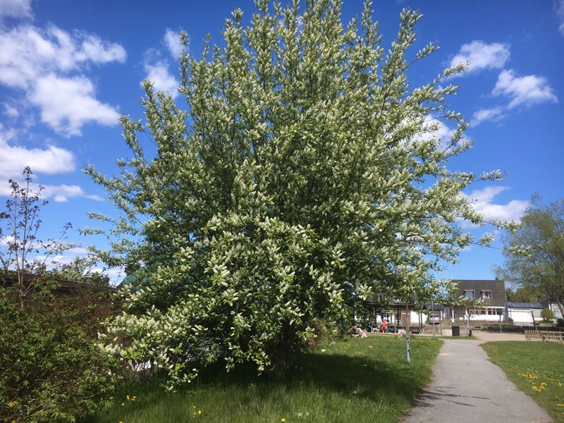 Vi upplever mpnga goda dofter och vackra blommor vi våra promenader så här års. 21 maj 2020. Hägg.