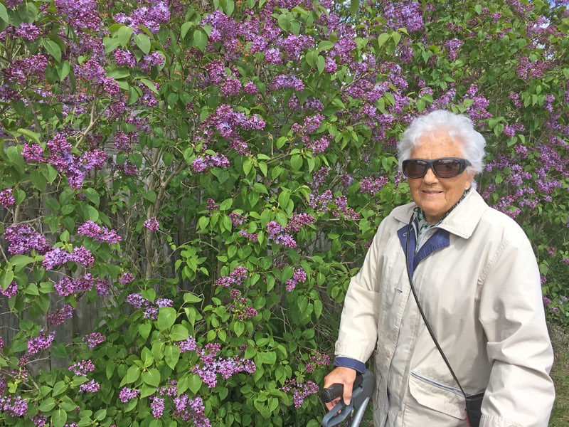 Vi upplever mpnga goda dofter och vackra blommor vi våra promenader så här års. 24 maj 2020. Syren.
