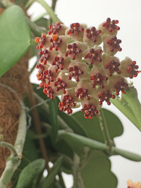 Så här ser blomman ut i närbild. 25 maj 2020.