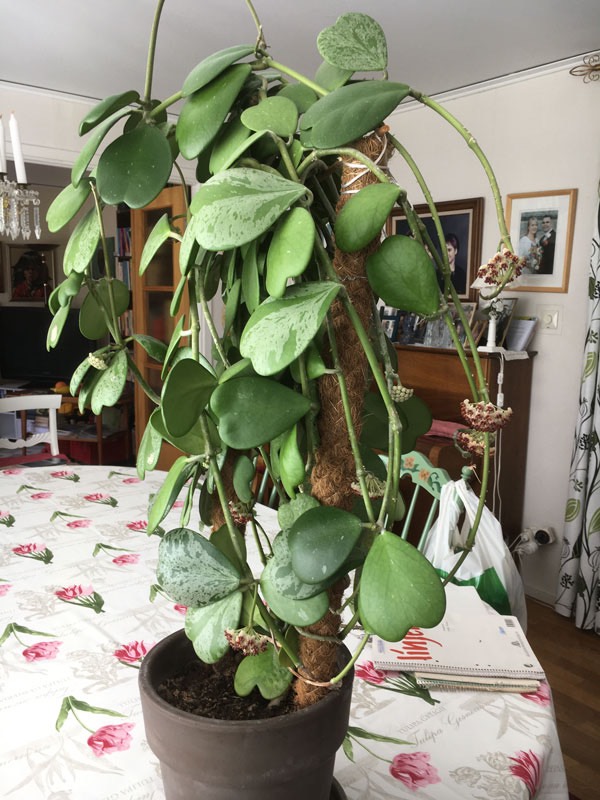 Vår porslinsblomma (Hoya Keri) - började som ett enda hjärtformat blad - är nu en stor kraftig växt. 25 maj 2020.