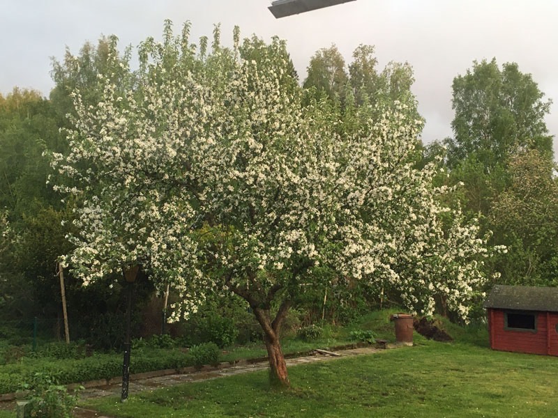 Paradisåppelträdet i full blom. 27 maj 2020.