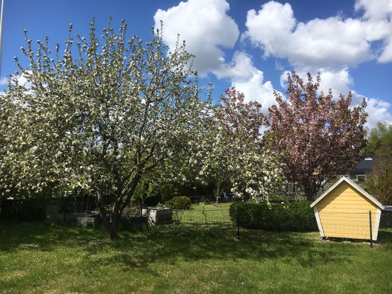 Vårt äppelträd är i slutfasen för sin blomning- 28 maj 2020.