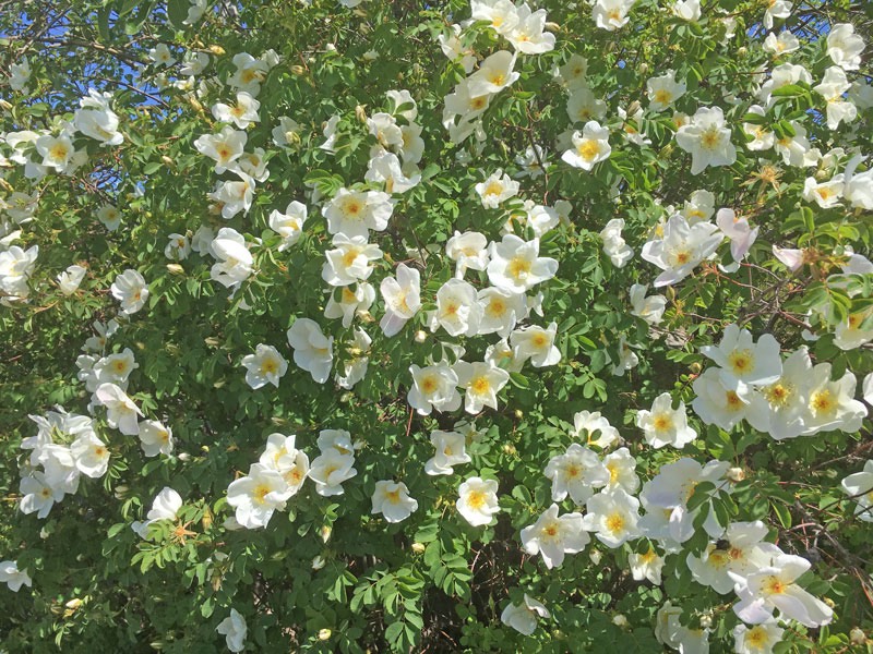 8 juni 2020 - nu blommar det för fullt i vår trädgård. 4 juni 2020. Rosbuske.