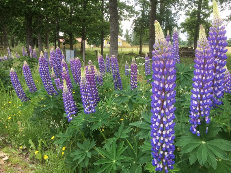 Vackra lupiner i dikesrenen på Danhult. 20 juni 2020.