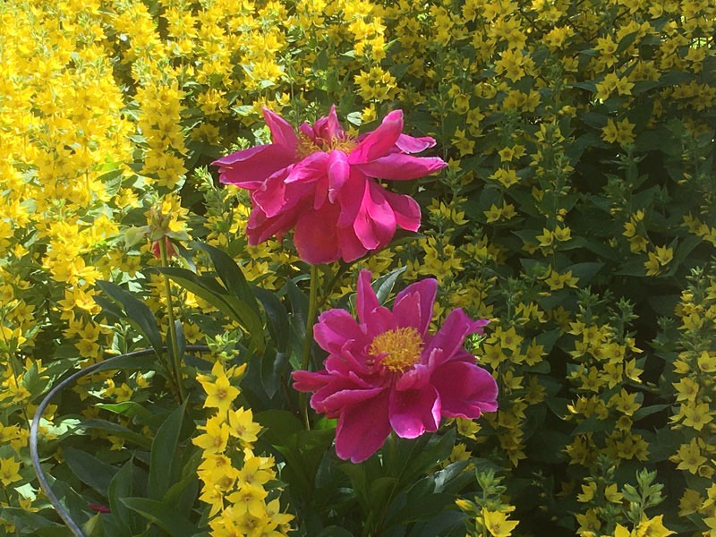Blommande Praktlysten och Pioner i vår trädgård, Vendelsömalm. 3 juli 2020.