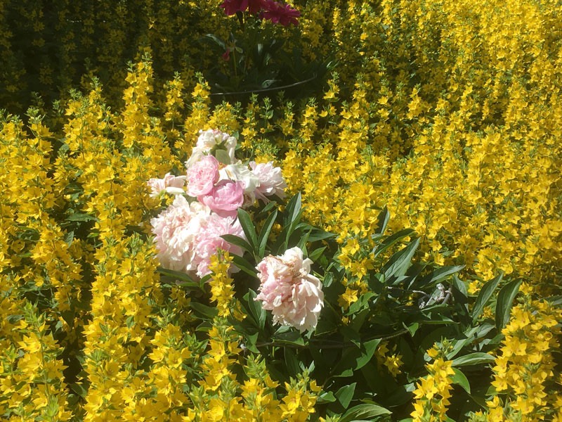 Blommande Praktlysten och Pioner i vår trädgård, Vendelsömalm. 3 juli 2020.