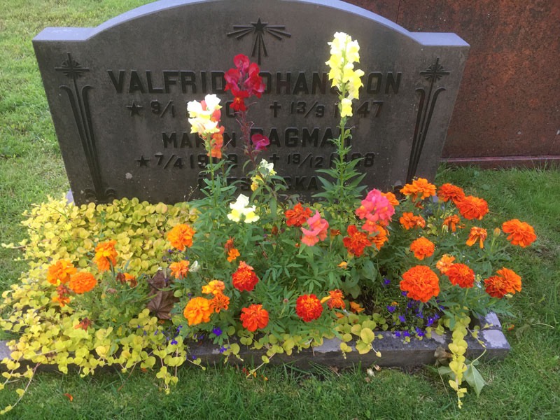 Sommarblommor på far & mors grav. 31 juli 2020.